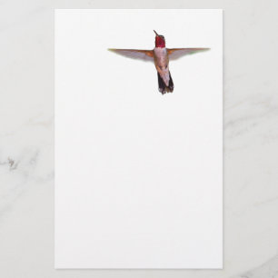 hummingbird in flight stationery
