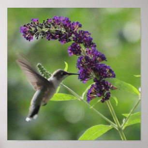 Hummingbird in flight with a Purple Butterfly Bush Poster