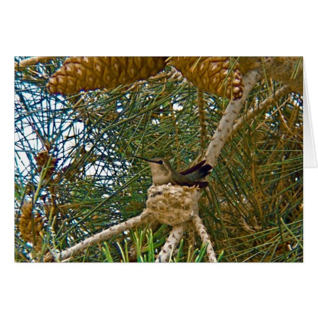 Hummingbird in Nest Photo (Front Horizontal)