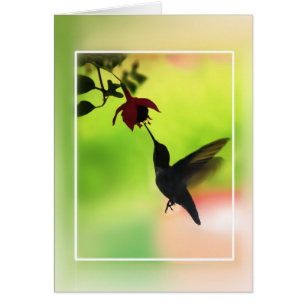 Hummingbird In Silhouette