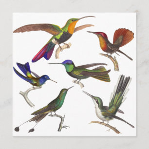 Hummingbird Invitation - 6 Beautiful Hummingbirds