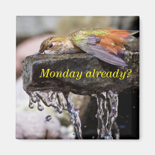 Hummingbird Laying in Water 2 Magnet