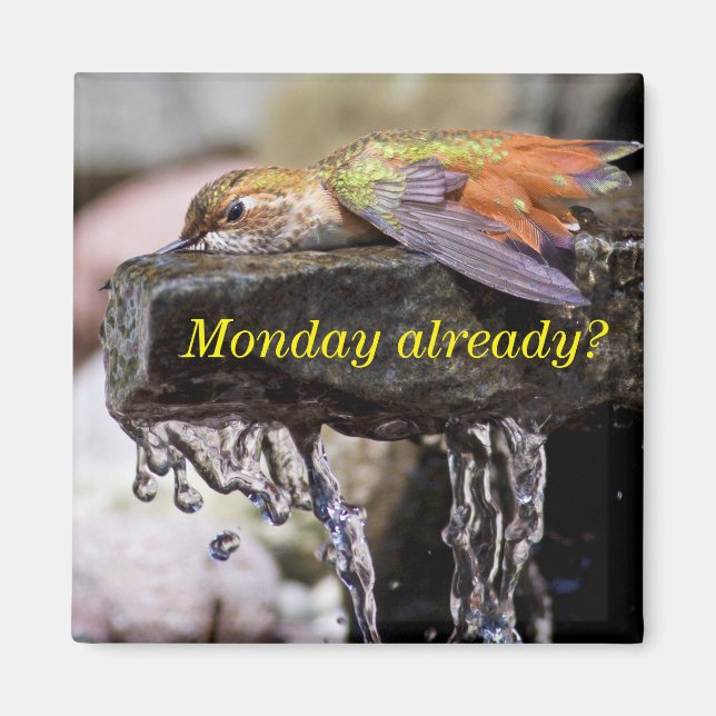 Hummingbird  Laying in Water 2 Magnet (Front)