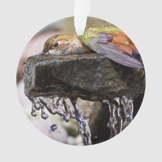 Hummingbird  Laying in Water Ornament (Front)
