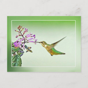 Hummingbird Lunch Postcard