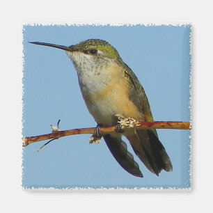 Hummingbird. Magnet