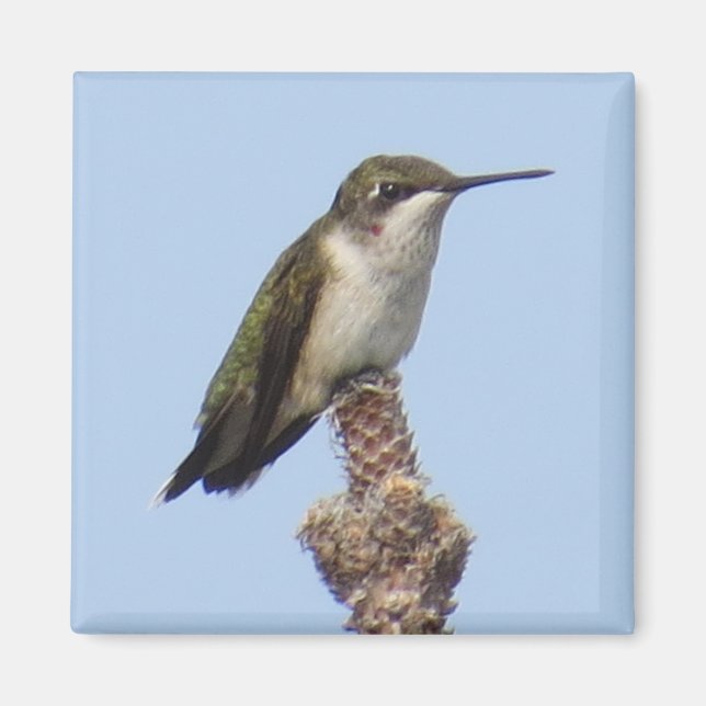 Hummingbird Magnet (Front)