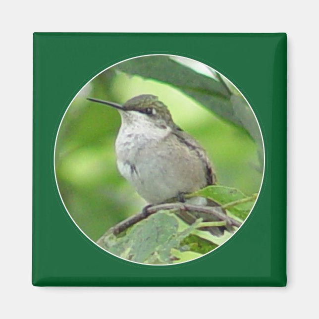 Hummingbird Magnet (Front)