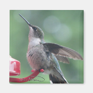 Hummingbird magnet