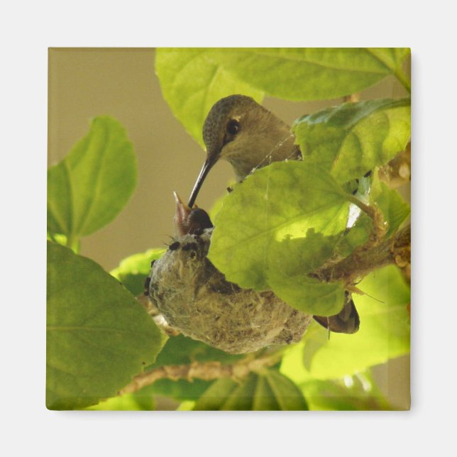 Hummingbird Magnet (Front)