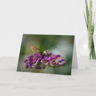 Hummingbird Moth, card