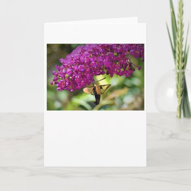 Hummingbird Moth, card (Front)
