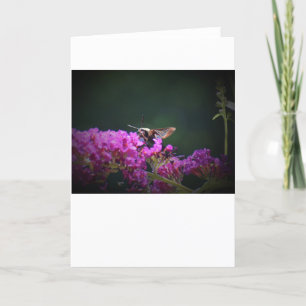 Hummingbird Moth, card