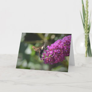 Hummingbird Moth, card