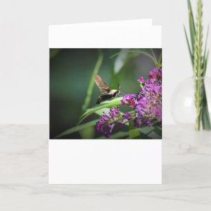 Hummingbird Moth, card