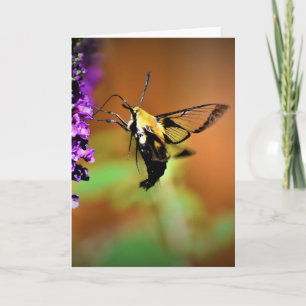 Hummingbird Moth, card