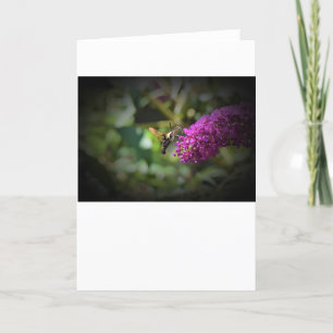 Hummingbird Moth, card