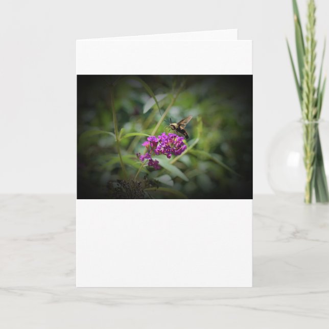 Hummingbird Moth, card (Front)