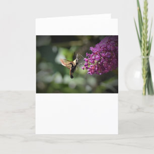 Hummingbird Moth, card