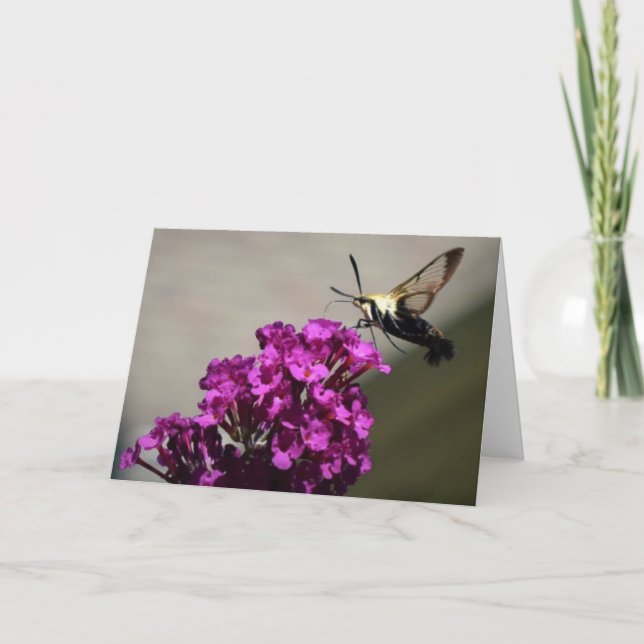 Hummingbird Moth, card (Front)