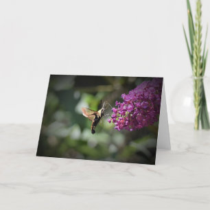 Hummingbird Moth, card