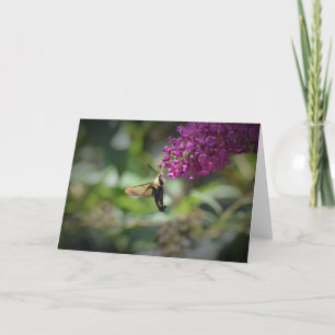 Hummingbird Moth, card