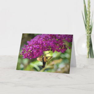 Hummingbird Moth, card