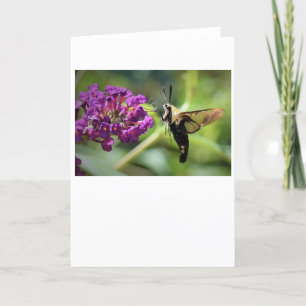 Hummingbird Moth, card