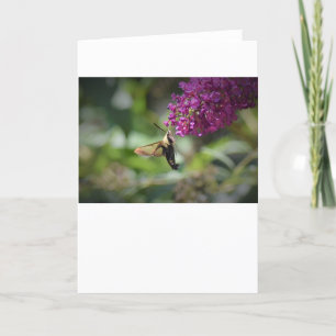 Hummingbird Moth, card