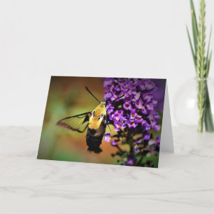 Hummingbird Moth, card