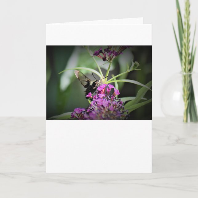 Hummingbird Moth, card (Front)