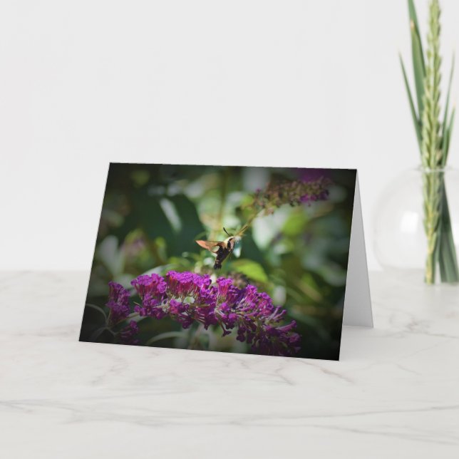 Hummingbird Moth, card (Front)