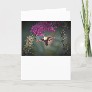 Hummingbird Moth, card