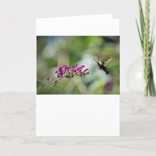 Hummingbird Moth, card