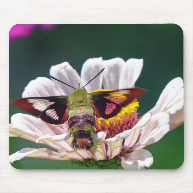 Hummingbird Moth Mouse Pad (Front)