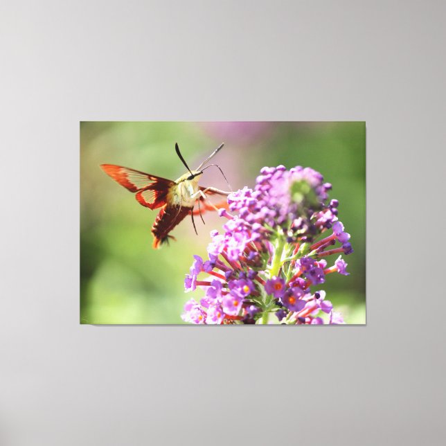 Hummingbird Moth on a Butterfly Bush  Canvas Print (Front)