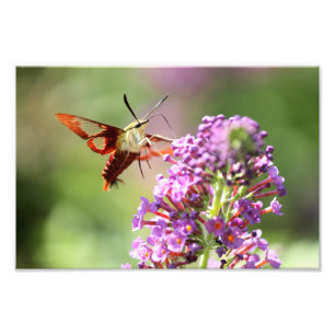 Hummingbird Moth on a Butterfly Bush  Photo Print