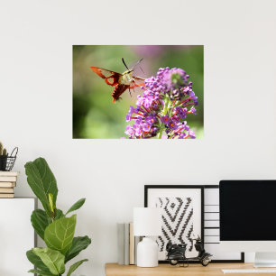 Hummingbird Moth on a Butterfly Bush  Poster