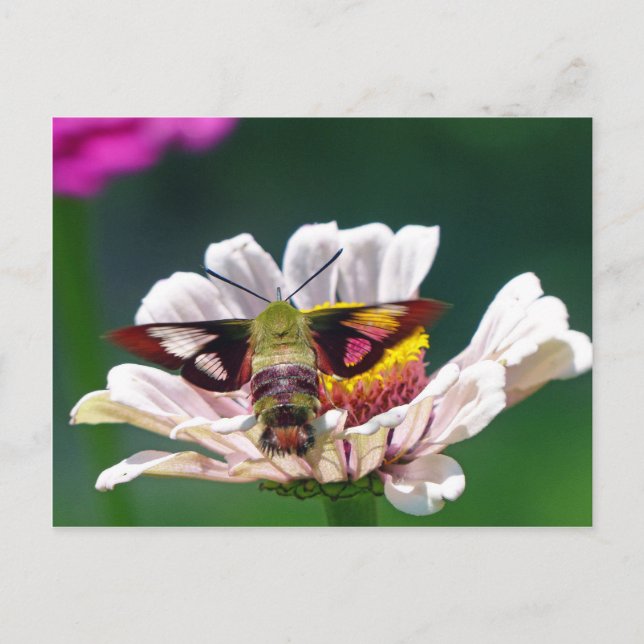 Hummingbird Moth Postcard (Front)
