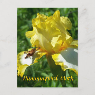 HUMMINGBIRD MOTH POSTCARD