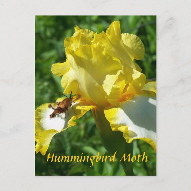 HUMMINGBIRD MOTH POSTCARD (Front)