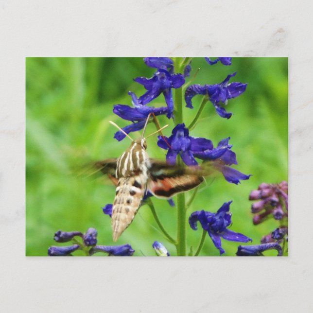 Hummingbird moth postcard (Front)