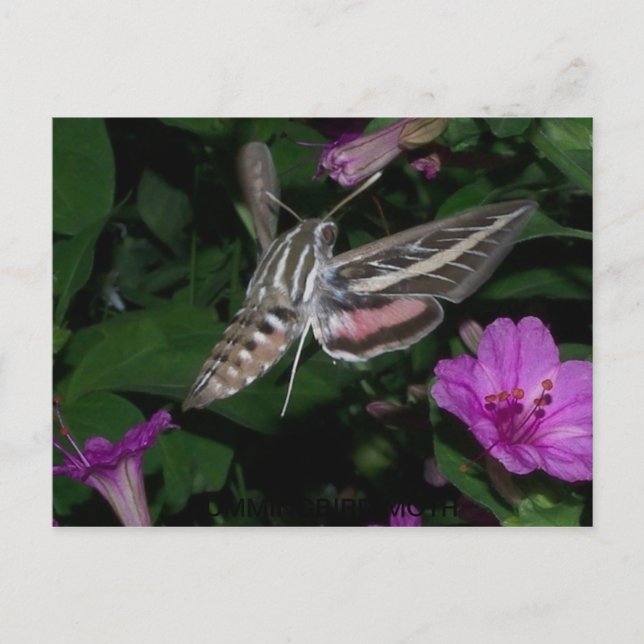 HUMMINGBIRD MOTH POSTCARD 2 (Front)