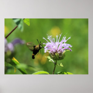 Hummingbird Moth Poster