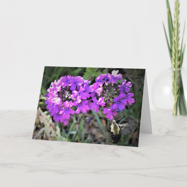 Hummingbird Moth & Verbena, card (Front)