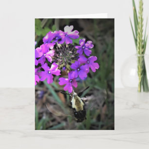 Hummingbird Moth & Verbena, card