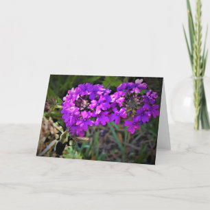 Hummingbird Moth & Verbena, card