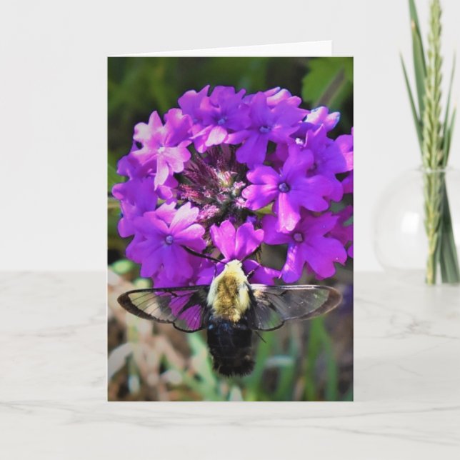 Hummingbird Moth & Verbena, card (Front)
