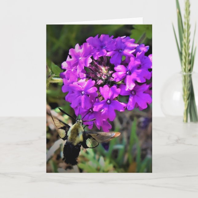 Hummingbird Moth & Verbena, card (Front)