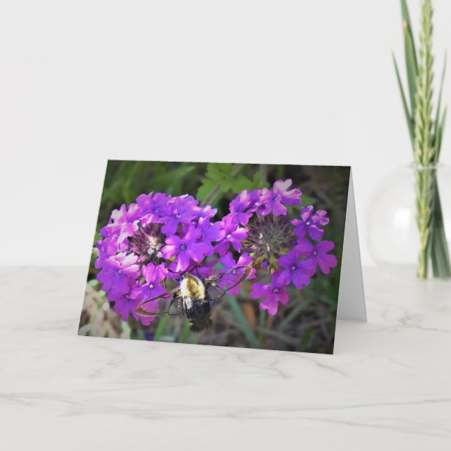 Hummingbird Moth & Verbena, card (Front)